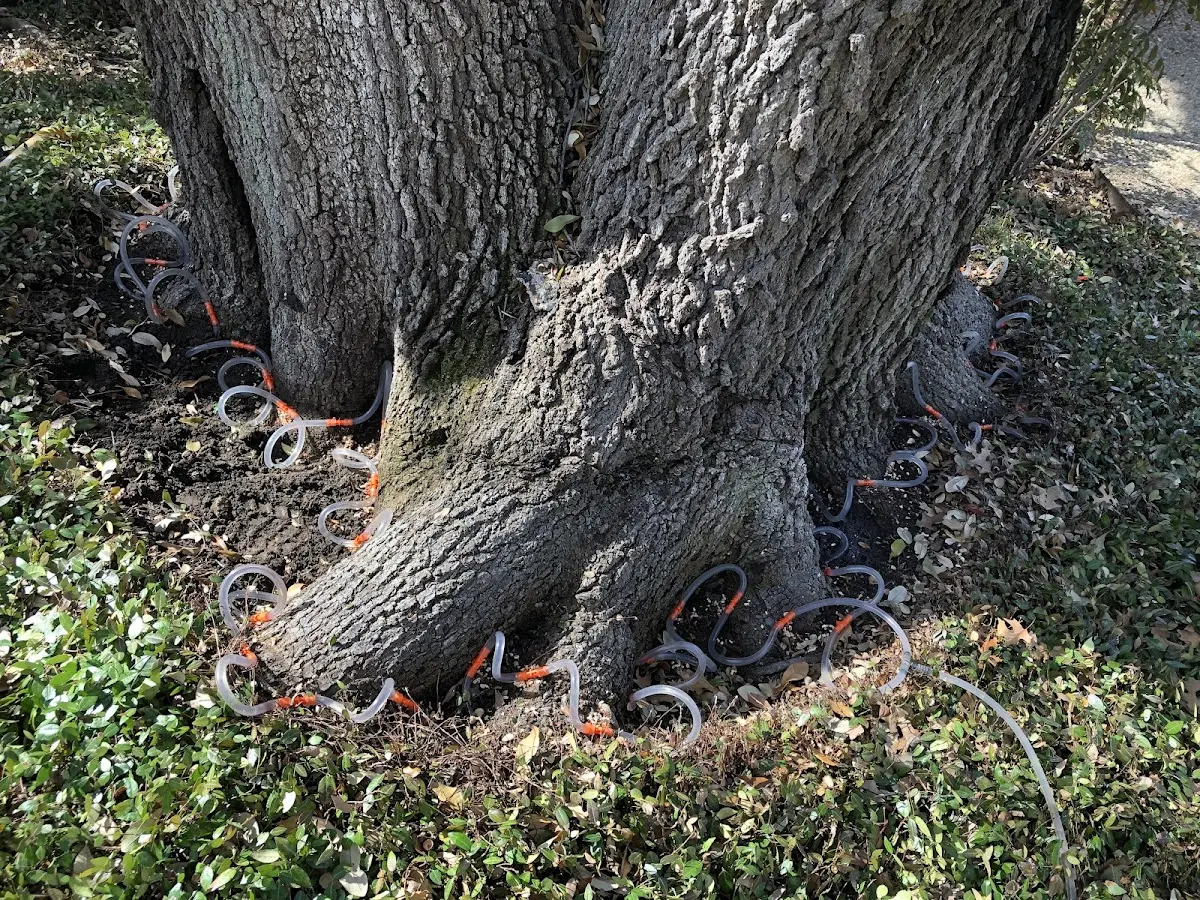 Detailed Tree Cabling and Bracing job site in Havensville