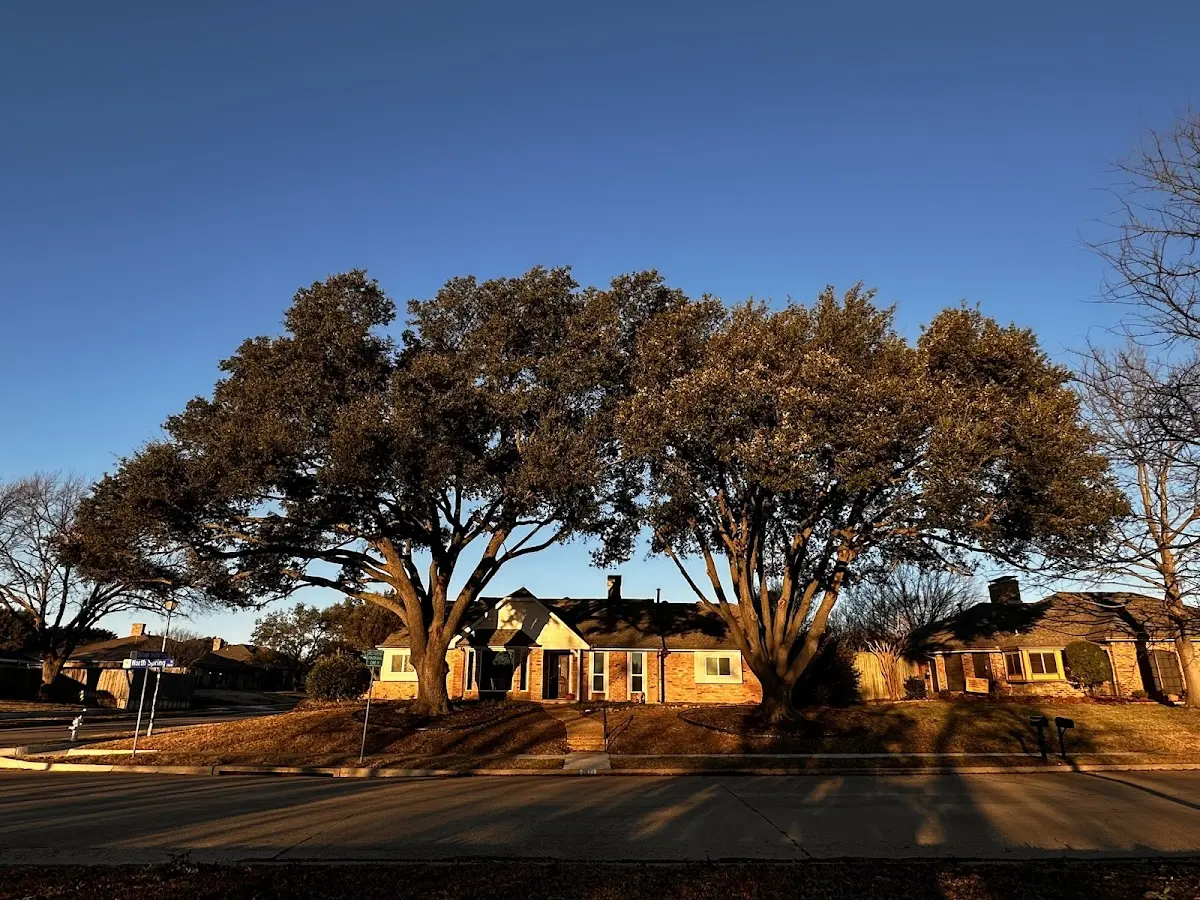 Established residential canopy tree shading a home in Havensville